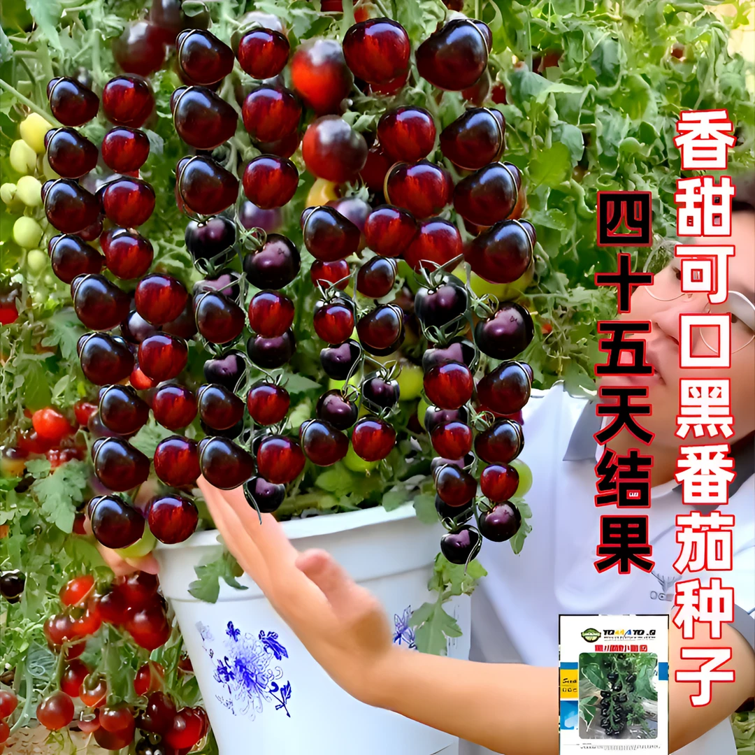 糖水黑番茄种子黑西红柿种苗圣女果小番茄耐热耐寒阳台盆栽蔬菜种