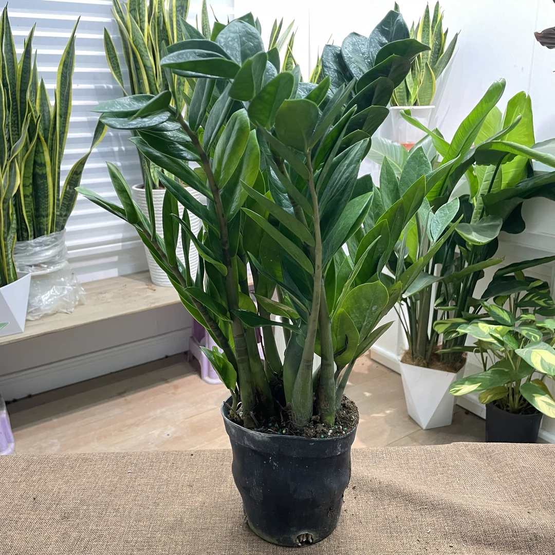 【金钱树】盆栽植物室内花卉客厅好养绿植大摇钱串子小发财树室内