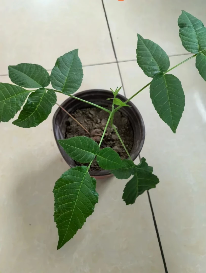 血麒麟文玩核桃盆栽(带绿叶)第二年结果,死了补发