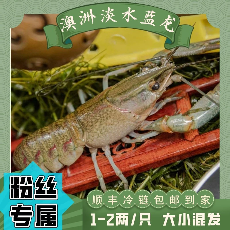 【1-2两/只全规格】澳洲淡水蓝龙虾 鲜活饱满 顺丰冷链 包活发货