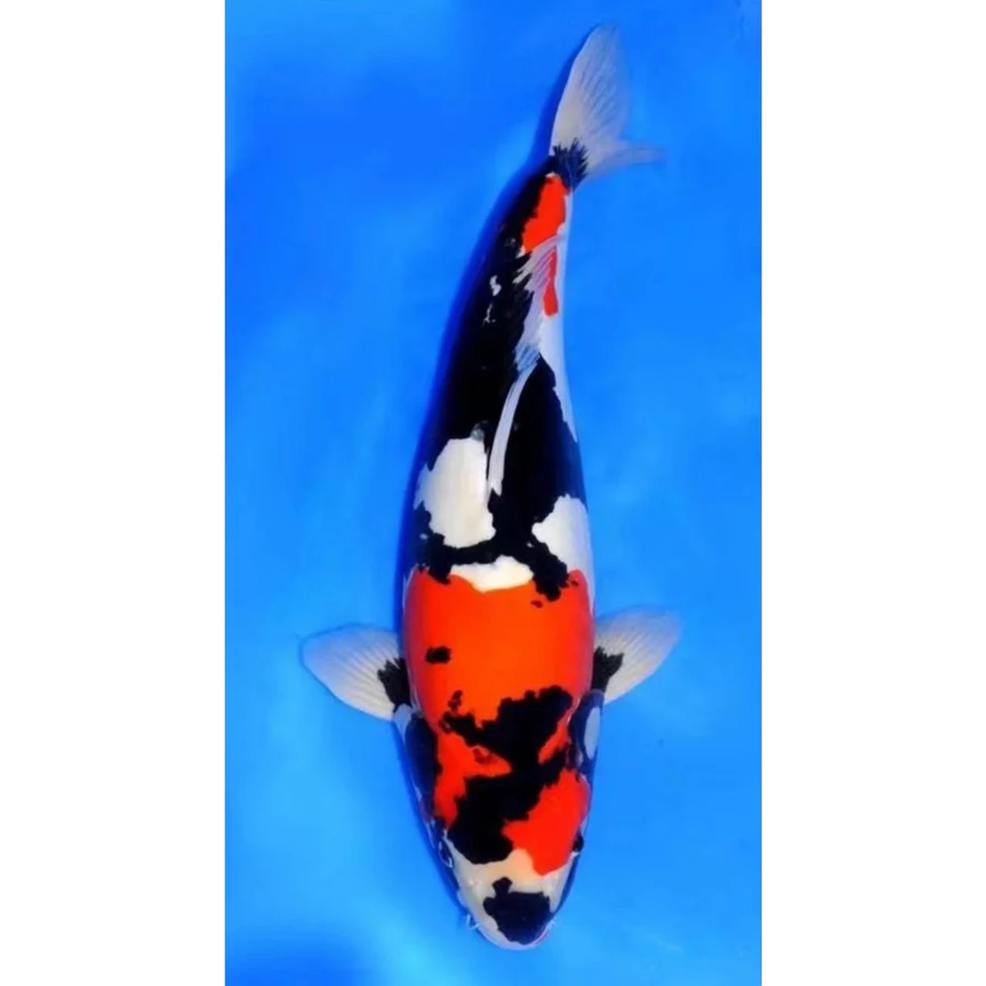 包活不包邮直播链接鱼儿肥锦鲤昭和白写精品锦鲤观赏鱼超萌好物