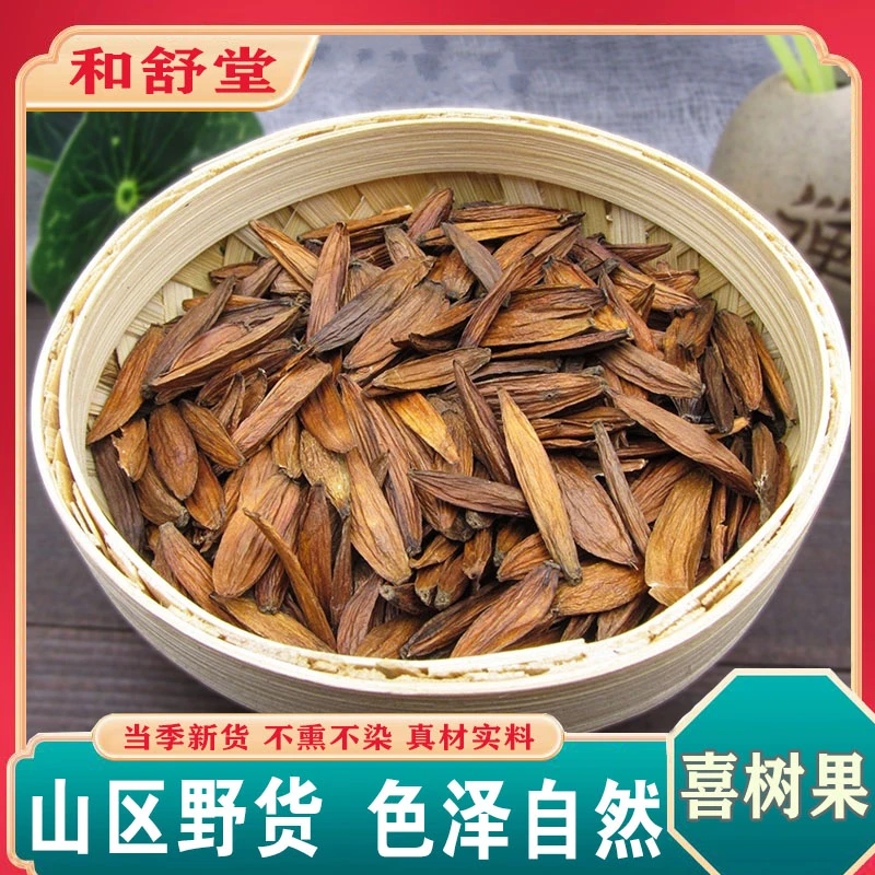 喜树果中药材100g水栗子千丈树天梓树果干货喜树子正品新货喜树果