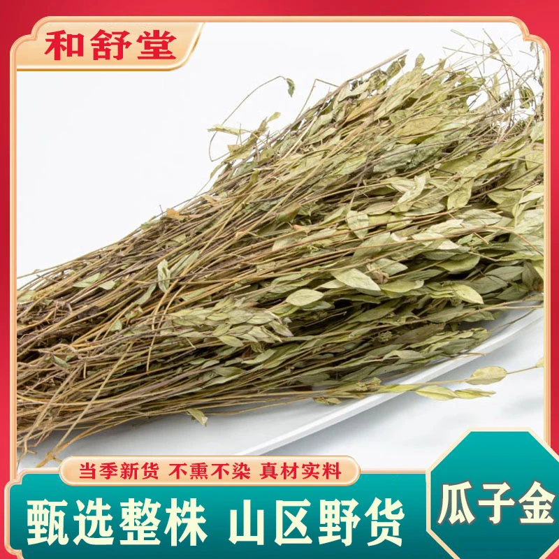 中药材精选正品瓜子金优质来马回草药瓜子金草干黄瓜仁草 瓜子草