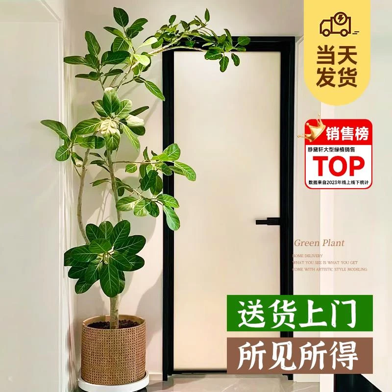 网红孟加拉榕盆栽大型室内客厅绿植黄金榕高山榕树落地真花面包树
