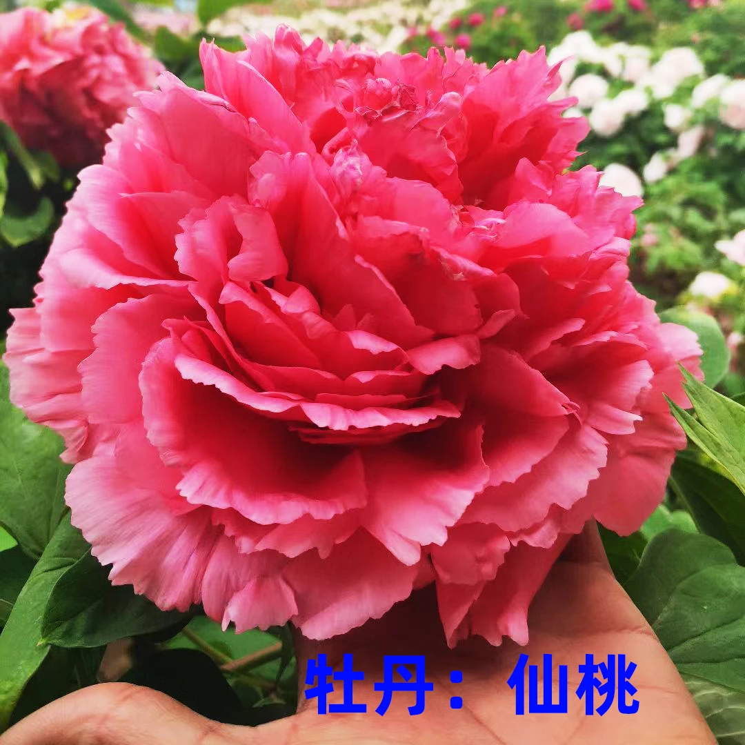 仙桃 精品牡丹花苗 红色系