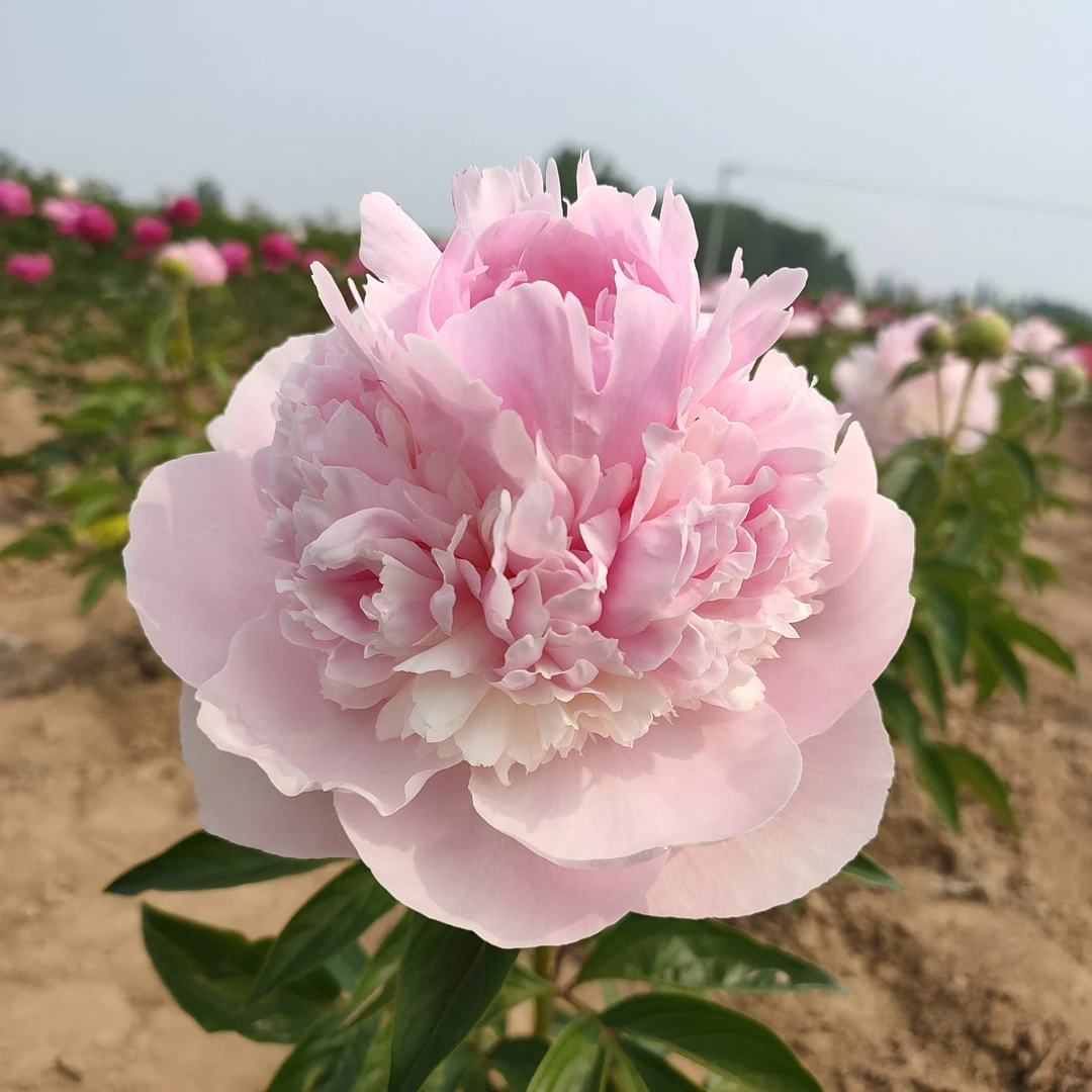 天使脸颊 进口芍药 先发花肥 秋季发花苗