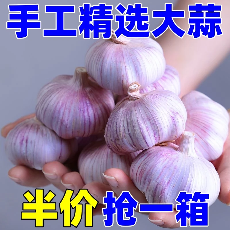【精选大蒜】手工精选大蒜大蒜头干蒜大蒜头白紫皮大蒜农家蔬菜