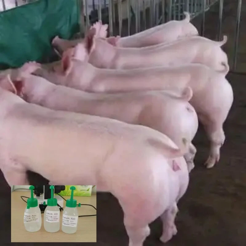 长白大白新美系杜洛克猪精