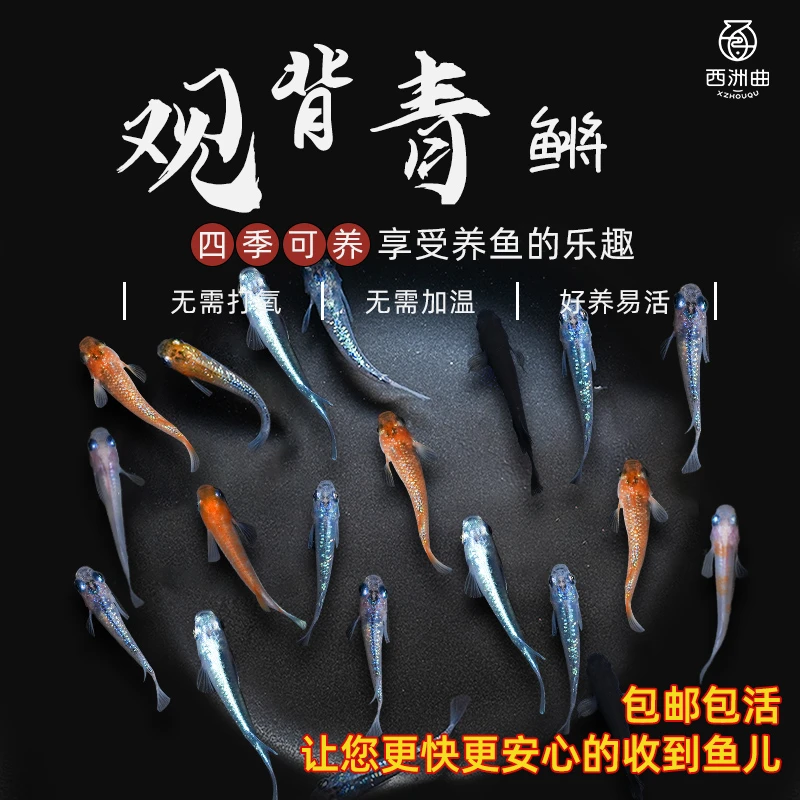 观背青鳉观赏鱼鱼魔法鱼冷水鱼小型淡水鱼不打氧好养活体青鳉鱼