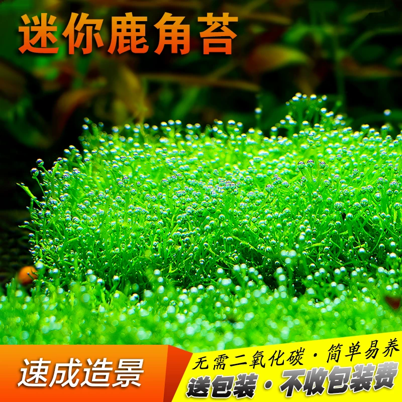 西洲曲鱼缸造景鹿角苔莫斯水草增氧植物淡水慕斯片定植阴性前景草