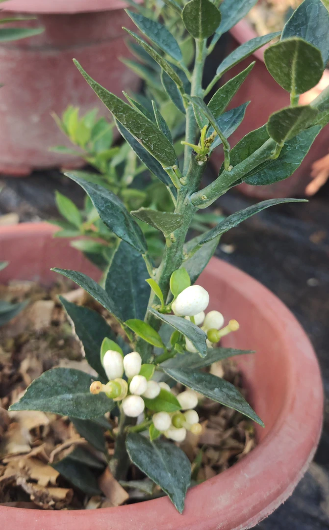 绿植盆景庭院树绿化树一物一拍