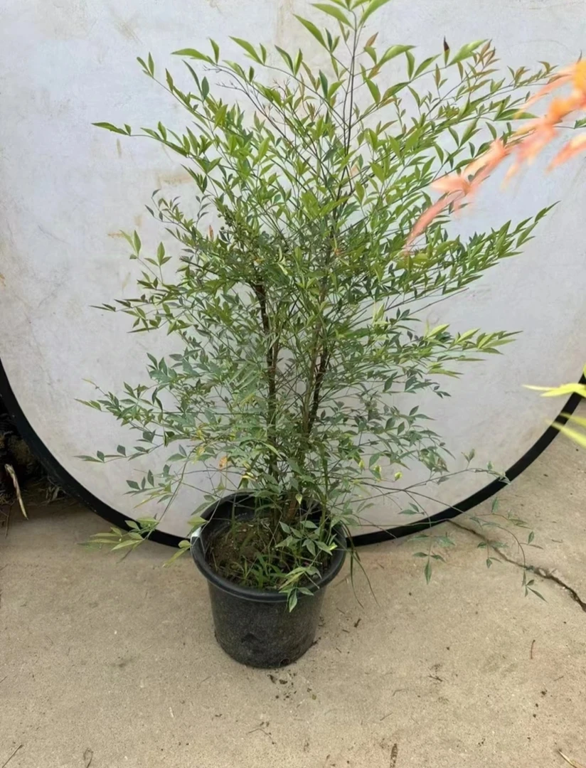 绿植盆裁直播间一物一拍