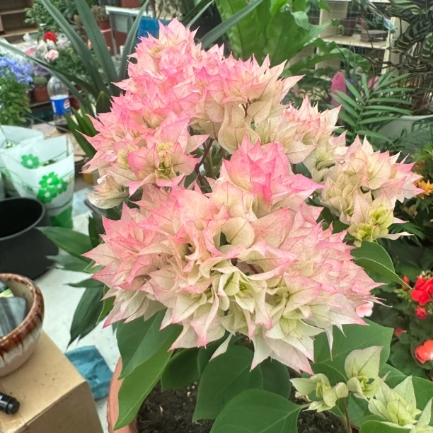 【新疆包邮】怡景 (重瓣绿茵) 喜阳不喜水