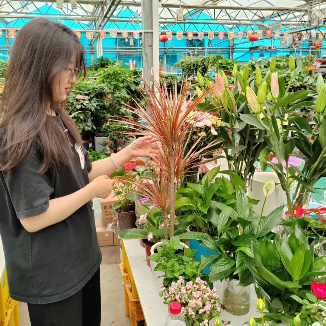 【新疆包邮】花卉绿植  一物一拍！