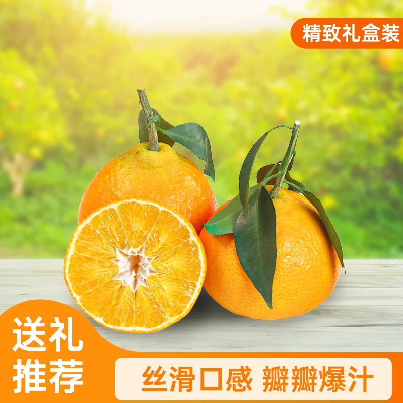 38号爱媛果冻橙眉山产地直发自然成熟现摘现发皮薄肉嫩汁水丰富