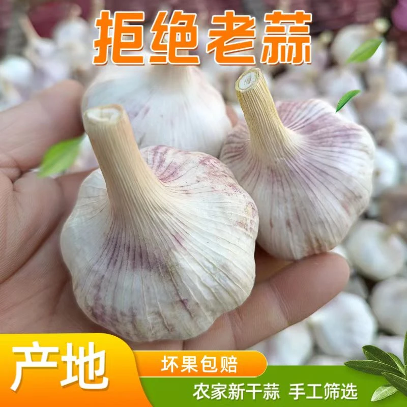 农家自种新干蒜紫白皮大蒜头5斤农家特产好吃大蒜籽子3斤可种植
