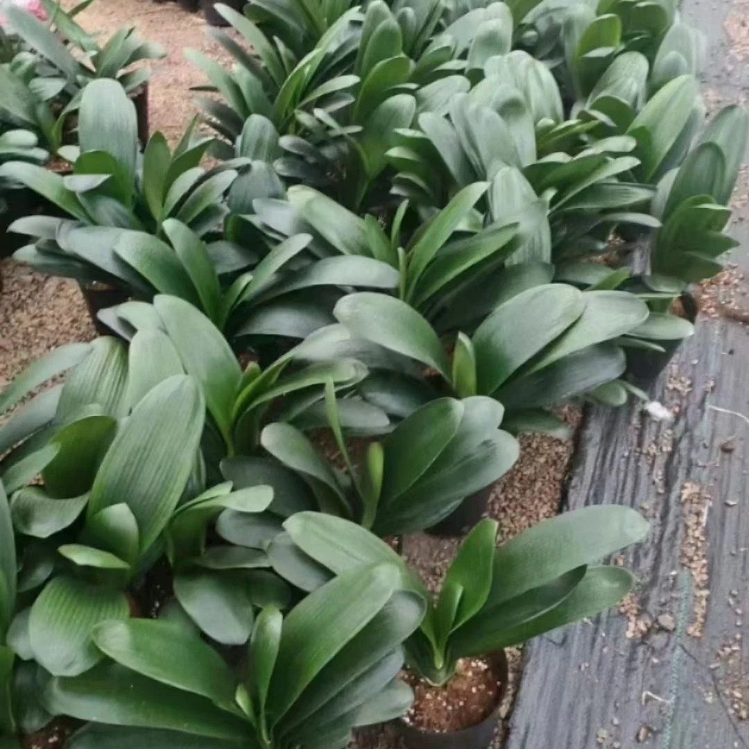 君子兰  新疆包邮