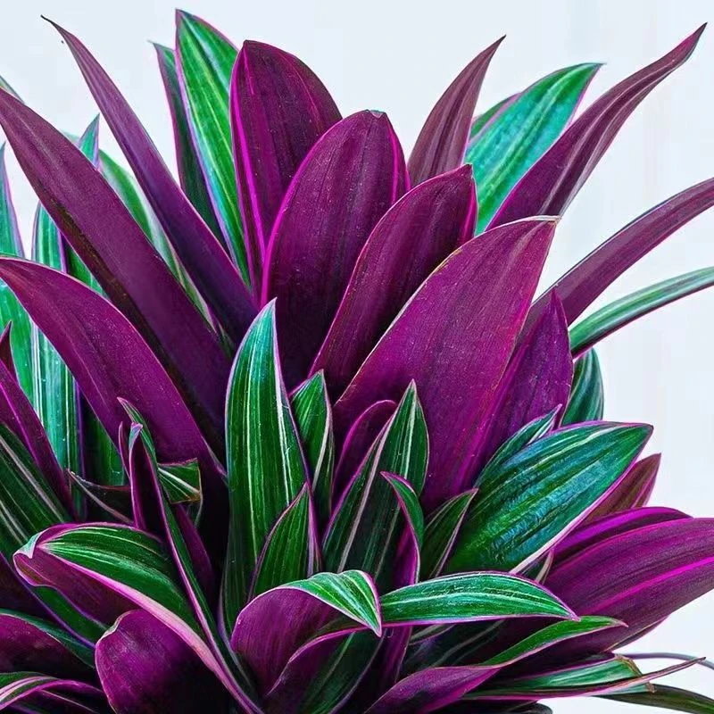 紫露兰盆栽紫色吊兰净化空气客厅前台好养特色小绿植基地直发