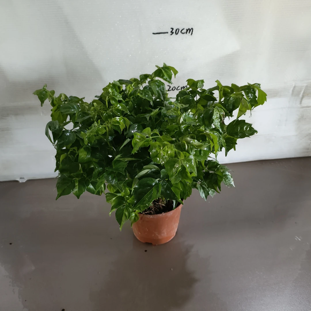 幸福树，寓意家庭幸福，叶片翠绿净化空气，从乌鲁木齐发货，全疆包邮