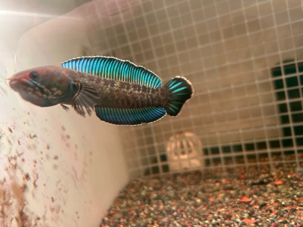 印度阿萨姆奶茶雷龙   单缸定水稳定开口