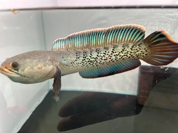 野生蓝宝石鬼王雷龙鱼，单缸驯养