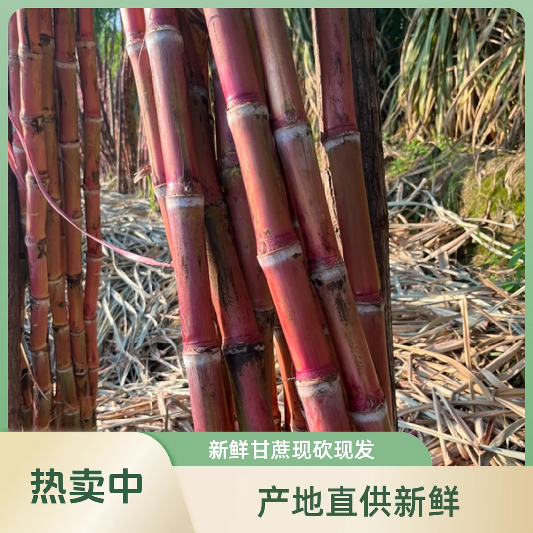 云南脆皮红皮甘蔗精选装【无裂无虫洞,新裂口不算裂口】现砍现发