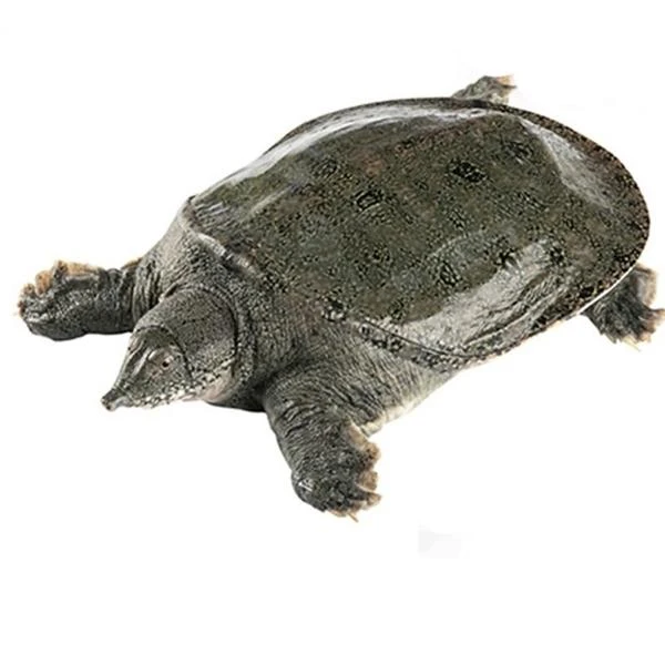 鲜活黑甲鱼（母）32元/斤一物一拍