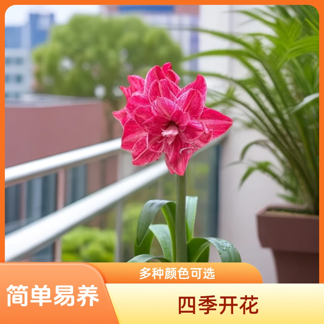 澳洲朱顶红贵妇进口重瓣种球多年生洋朱球根花卉阳台盆栽好养易活