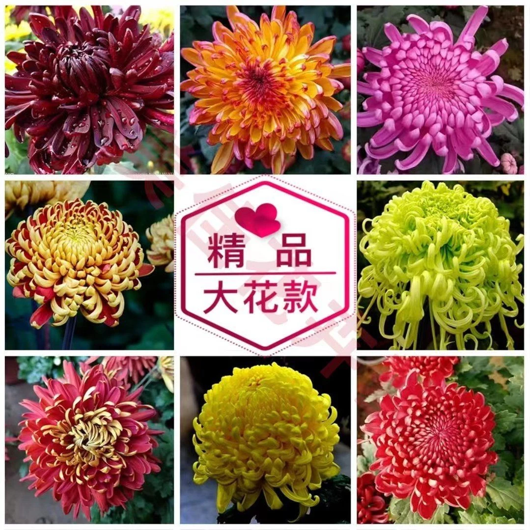 精品菊花 2盆装 品种随机 土球发货