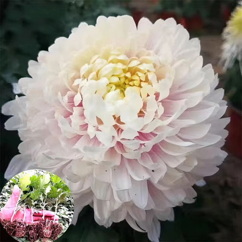 巧林园林，精品大花牡丹花卉，菊花苗，独本，多头