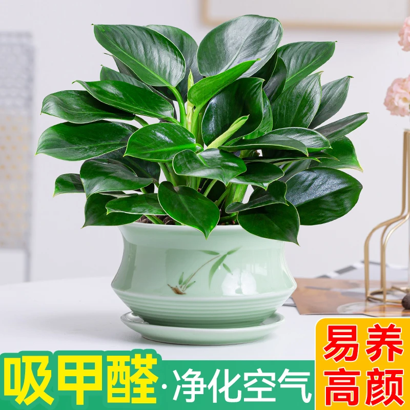 绿公主金钻盆栽绿植办公室内花卉盆栽招财好养吸甲醛四季常青盆栽