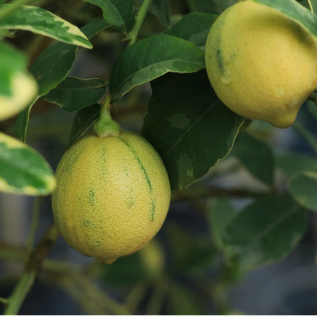 鸿业园艺泰国花叶柠檬小型盆栽棒棒糖精致好养盆栽耐热耐晒果树