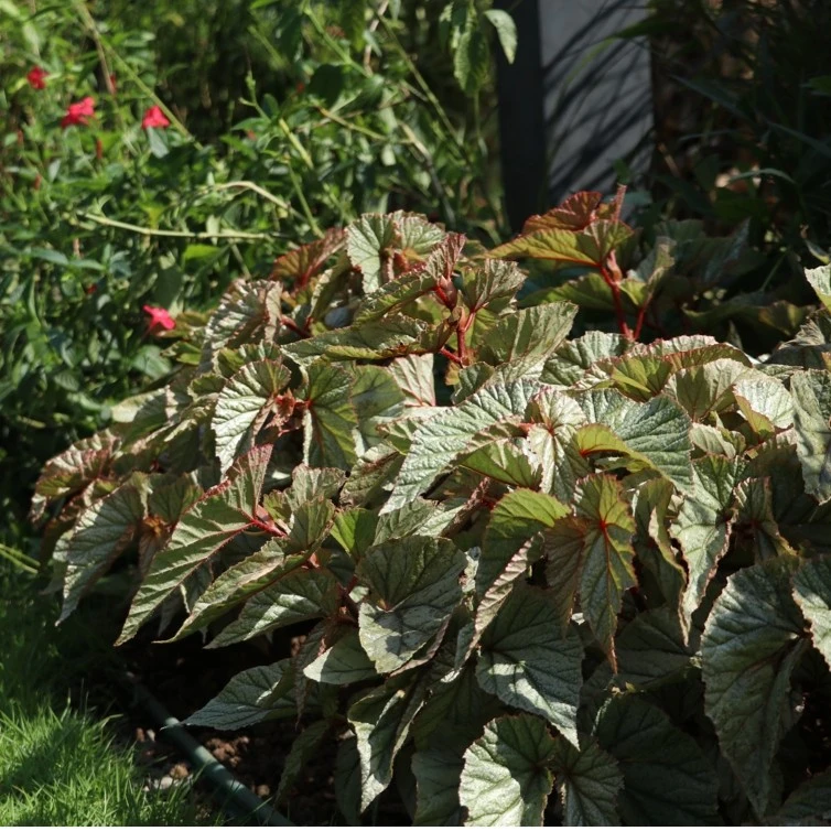 鸿业园艺秋海棠阳台办公室室内植物观叶盆栽好养网红绿植