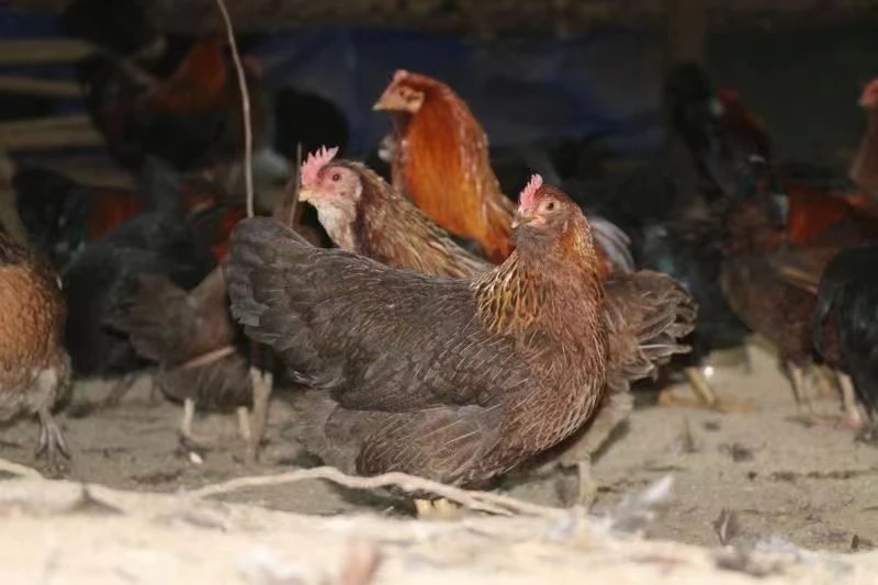 本地小种鸡包邮到家