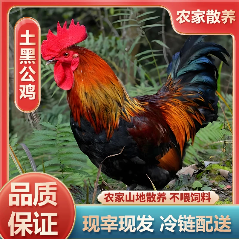 林下散养土鸡公鸡母鸡专用改价链接