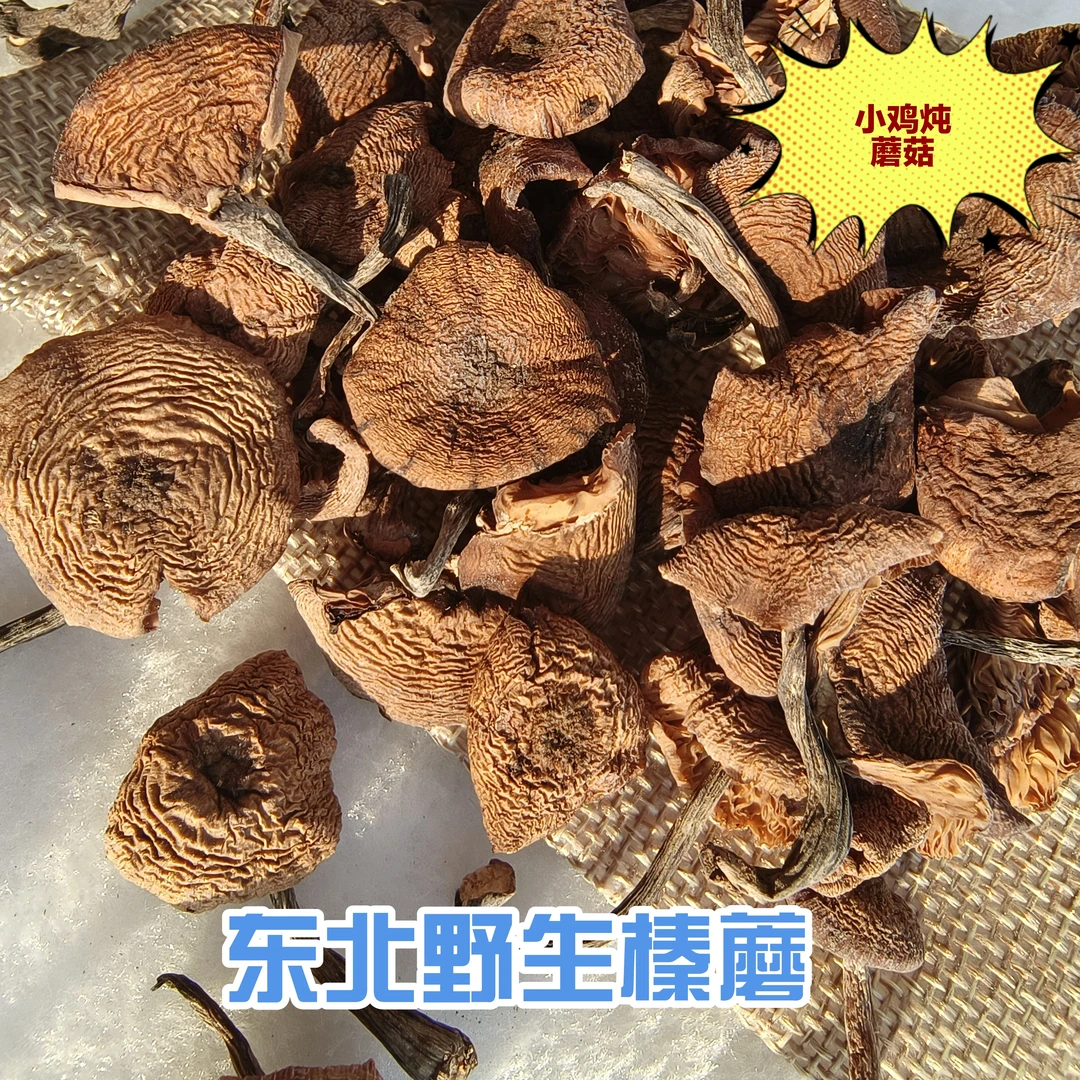 2025新野生榛蘑下山了，小鸡顿蘑菇用的榛蘑，营养山珍！