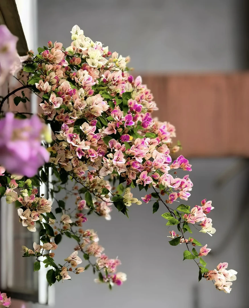 【漳红樱】百变花蝴蝶·三角梅庭院观赏·四季开花勤花带花发货