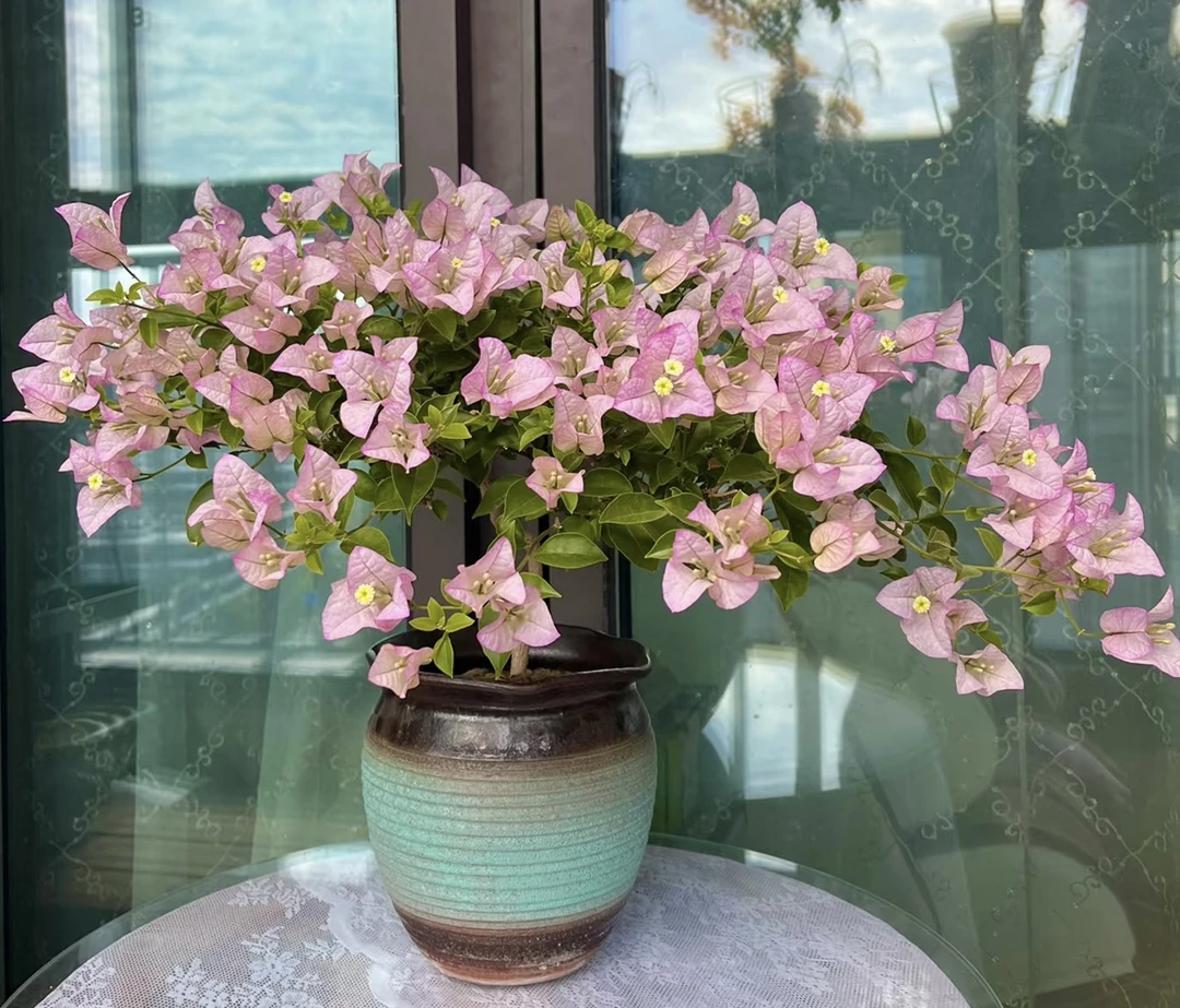 【丽娜】花瓣渲染紫色斑点伊娃系列·四季开花勤花基地直发带花发货