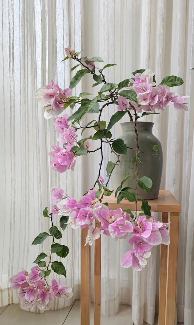 【广红樱】花色仙气粉白相渐·基地直发带花发货