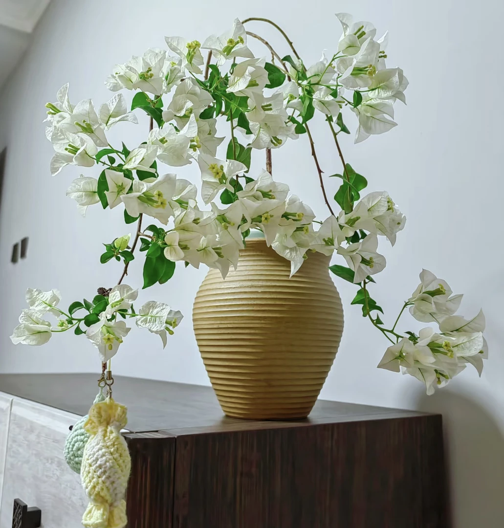 【一物一拍】三角梅专属链接，不指定品种