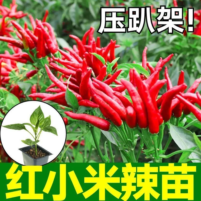 正宗特辣红小米辣秧苗带土球簇生白小米辣椒种子四季盆栽秋冬菜苗