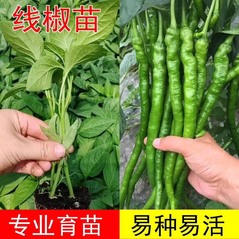 各种本地土辣椒苗秧苗四季高产香辣薄皮湖南老品种皱皮螺丝椒大全