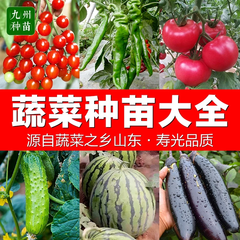 各种蔬菜种苗丝瓜冬瓜黄瓜秧苗南瓜苦瓜苗西瓜苗四季豆角苗
