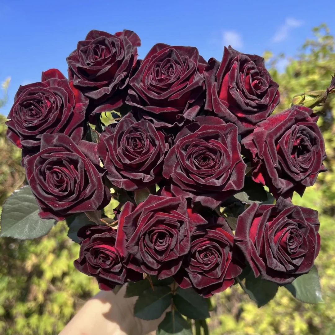 黑巴克  月季花苗开花紫丝绒质感红玫瑰室内阳台四季盆栽花卉绿植