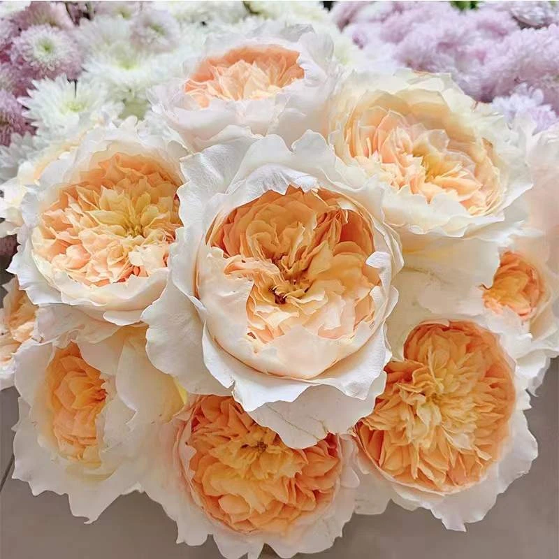 艾菲  月季花苗开花黄色浓香玫瑰花室内阳台四季盆栽花卉绿植欧月