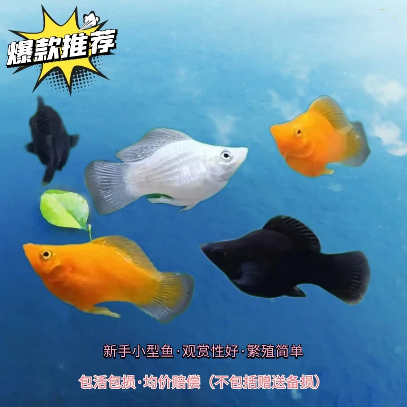 中号 胎生玛丽皮球观赏鱼热带小型下崽狂魔大肚子球鱼三色观赏鱼