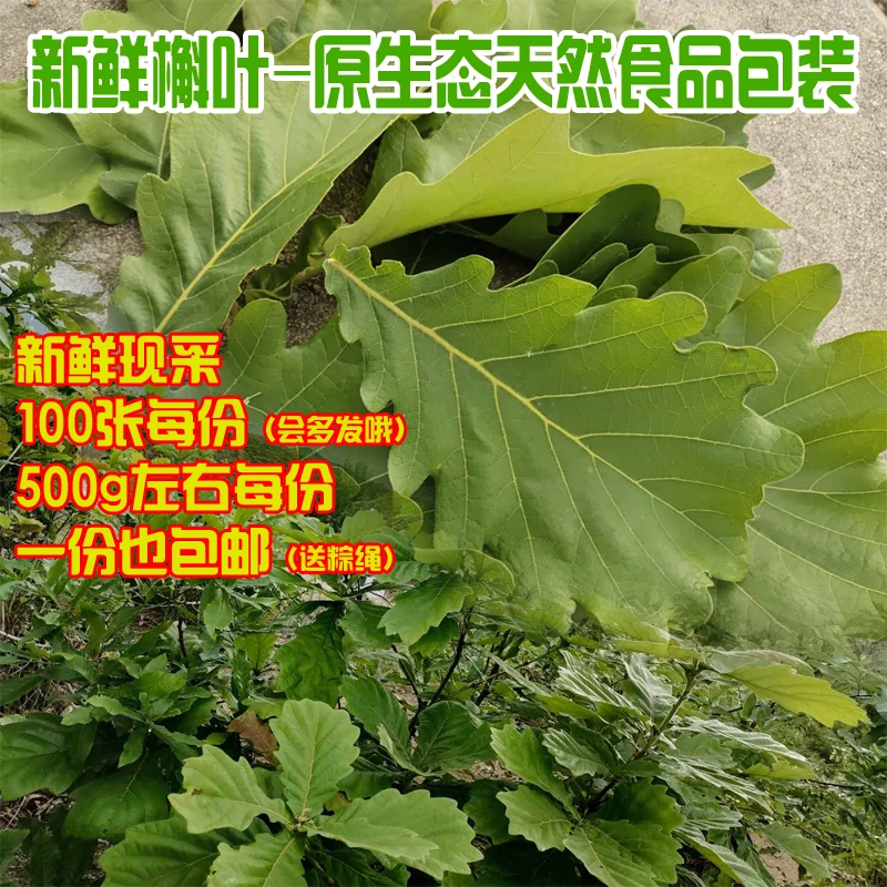 新鲜大槲叶桲椤叶菠萝叶柞树玻璃叶饼伯乐叶天然野生孛饽楞粽子叶