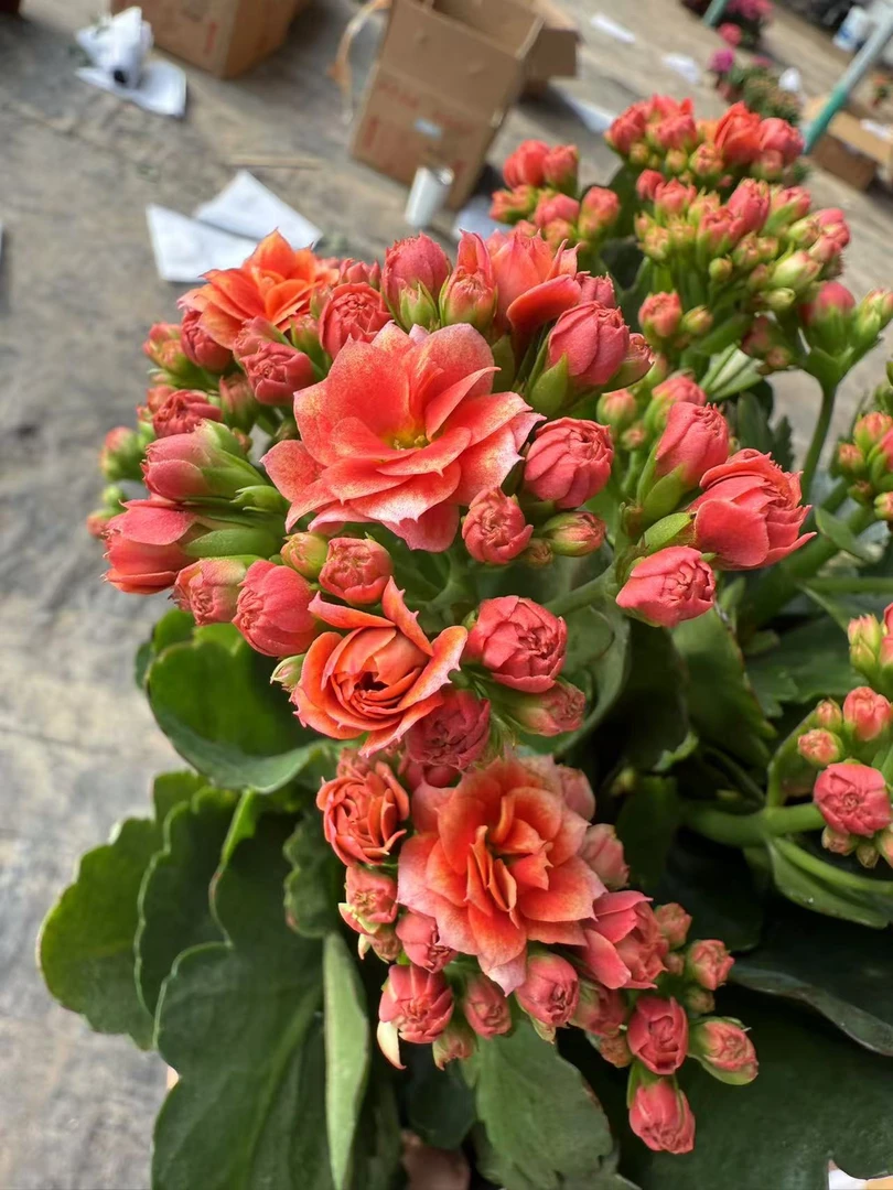 【烟花130大盆】~稀有品种大花苞