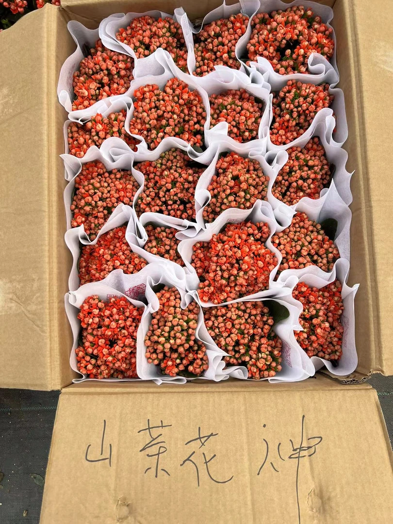 【山茶花神】~稀有品种大花苞
