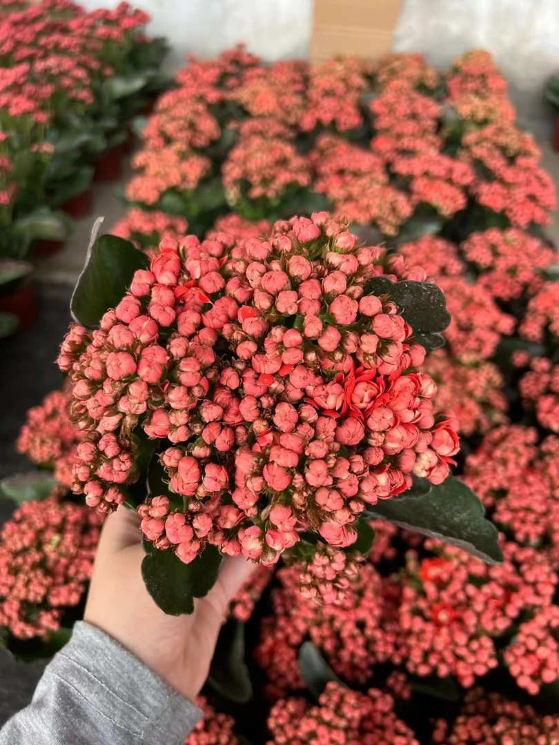 【22-38】~稀有品种 大花苞